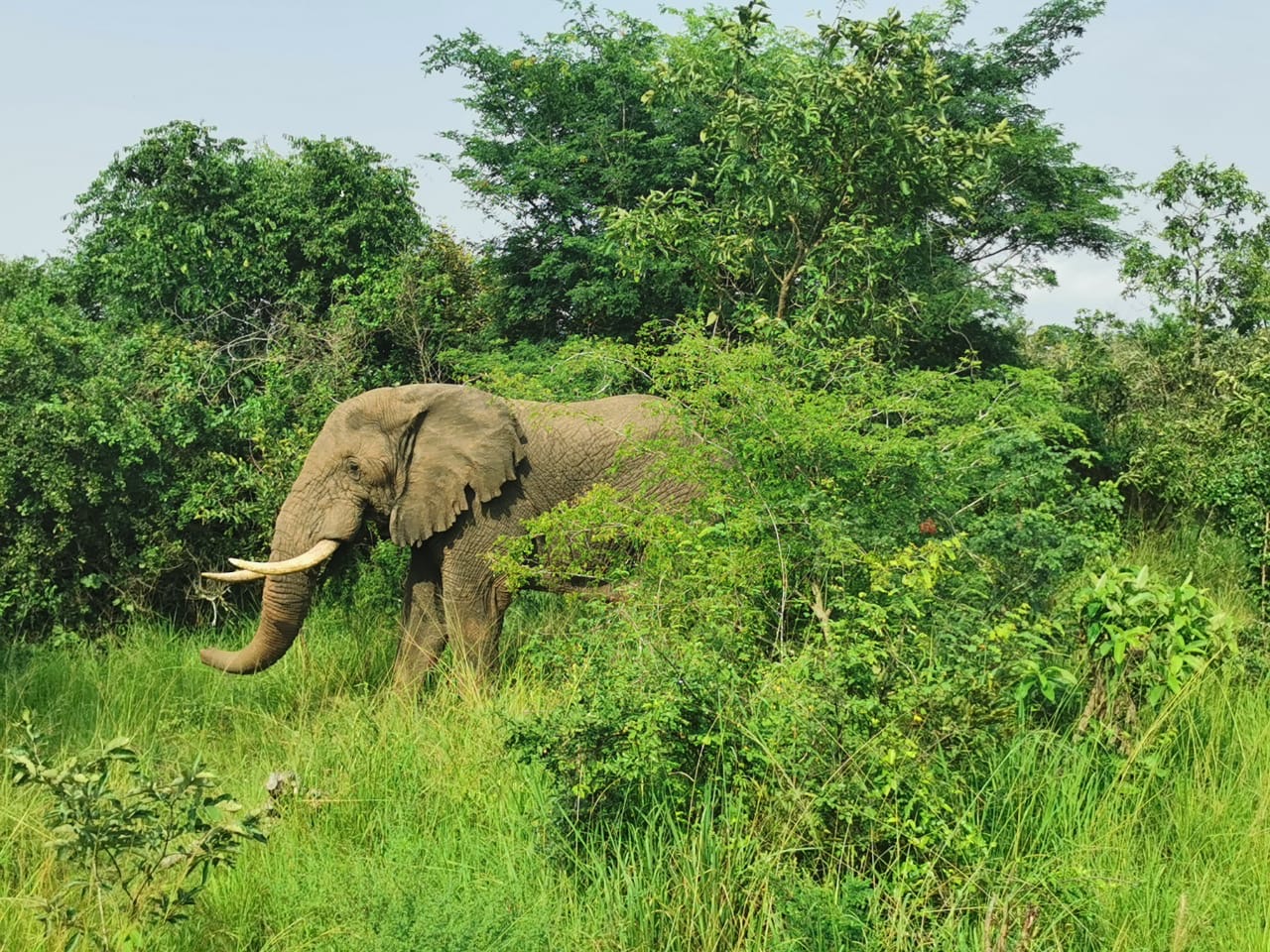 elephant in national park